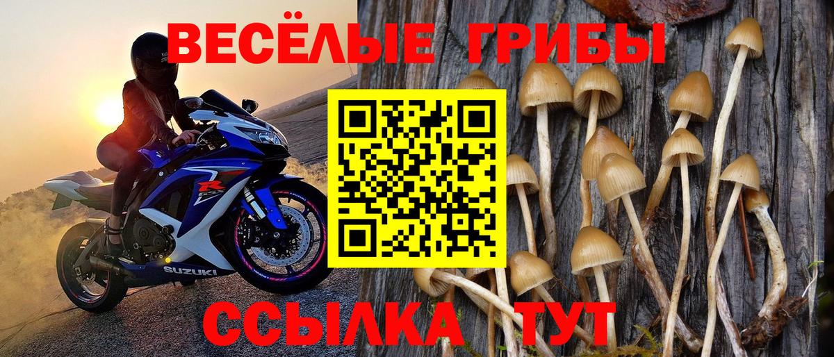 закладка  Вход с VPN  Чита  Псилоцибиновые грибы Cubensis 